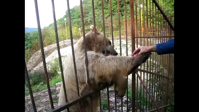 Ручной медведь в зоопарке