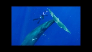 The Best Whale Moments Captured on Film | Top 5 | BBC Earth