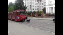 Пес, которому все пофиг