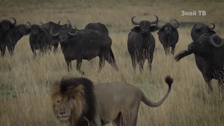 Африканская стенобитная машина- БУЙВОЛ В ДЕЛЕ! Буйволы против львов, крокодилов, носорогов и слонов