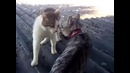 Противостояние двух котов