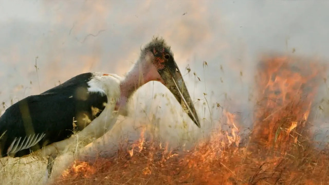 Fire and Feast | A Perfect Planet | BBC Earth