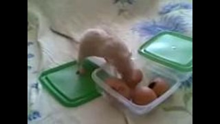 Крыса воруют яйца
