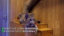 Пума в квартире. Как пензенская семья приручила горного льва