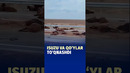 Isuzu va qoʻylar toʻqnashdi