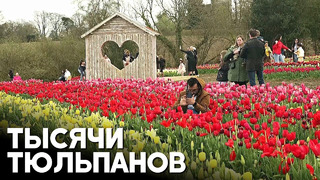 Новое поле тюльпанов привлекает туристов на юге Англии