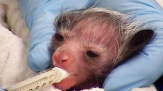 Encouraging A New-Born Aye-Aye To Feed | Nature’s Miracle Babies | BBC Earth