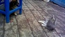 Борьба щенка и кошки