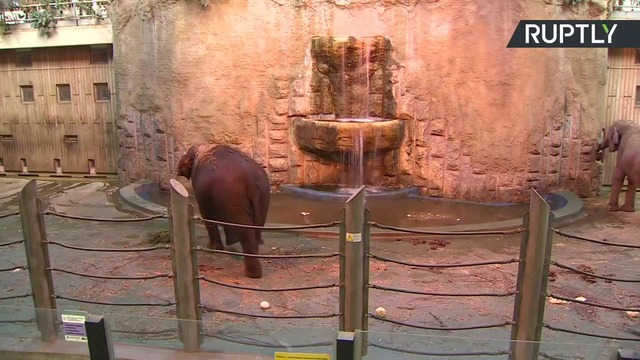 Водные процедуры слонёнка Филимона в Московском зоопарке — LIVE