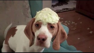 Пёс пытается украсть капусту