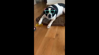 Dog With Shades Stays Cool #shorts
