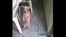 Этот песик научит вас танцевать сальсу