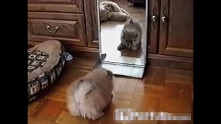 Пес и зеркало