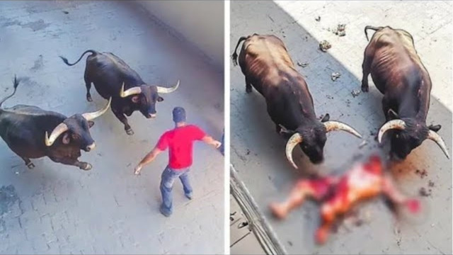 Напал Неожиданно! Встречи с Дикими Животными Снятые на Камеру