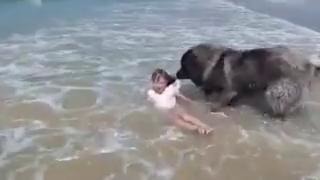 Пёс спасает своего друга