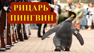 Европада пингвинга рицарлик берилиши