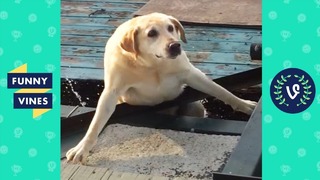Try not to laugh – cute funny animals funny videos january 2019