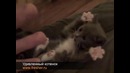 Самый прикольный и милый котенок