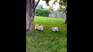 Funny animals – Funny cats / dogs – Funny animal videos 221