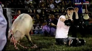 Свиное родео в Японии