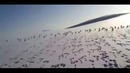 Стая зайцев
