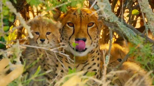 Cheetahs Enter Stealth Mode | The Cheetah Family & Me | BBC Earth
