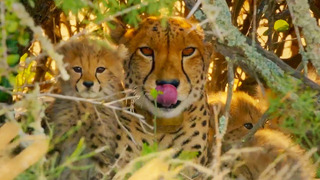 Cheetahs Enter Stealth Mode | The Cheetah Family & Me | BBC Earth