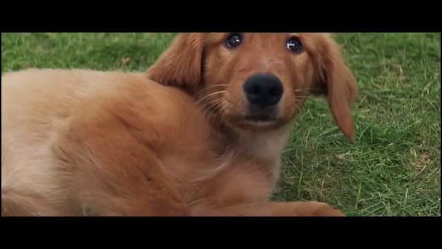 Собачья жизнь- официальный русский трейлер