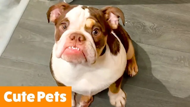 Cutest Silly Cats & Dogs | Funny Pet Videos