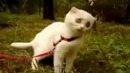 Дьявольский Кот! Ржач полный.. WTF KITTY