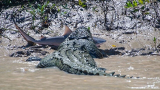 Самый большой крокодил, способный плавать в море – ГРЕБНИСТЫЙ КРОКОДИЛ В ДЕЛЕ