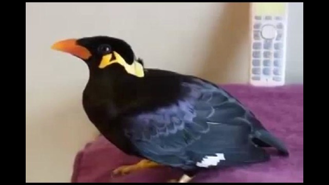 Птица говорящая по Японски