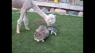 Альпака и маленький котенок