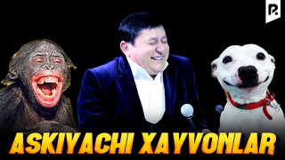 Avaz Oxun – Askiyachi xayvonlar