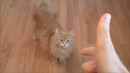 Animals Playing Dead Compilation