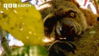 Finding the Incredibly Rare Bear Cuscus from Indonesia | Bill Bailey’s Jungle Hero | BBC Earth