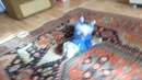 Смешные коты и кошки 2017. приколы с котами и другими животными