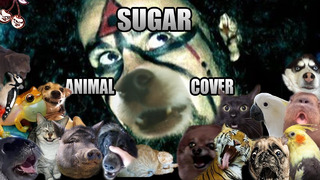 System Of A Down – Sugar (Animal Cover)