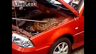 Змея забралась под капот машины