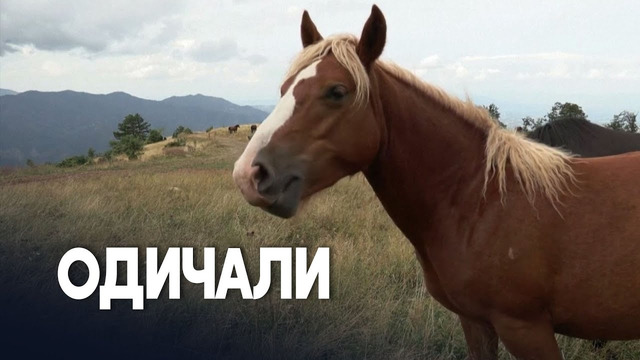Стадо одичавших лошадей облюбовало гору в Сербии