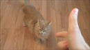 Массовый расстрел животных