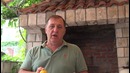 Мидии по-черногорски
