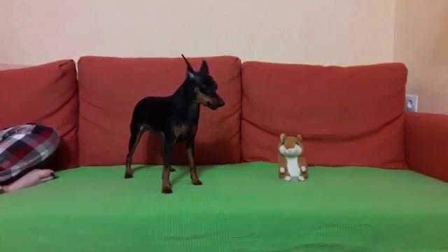 Разговор собаки с игрушкой хомяком