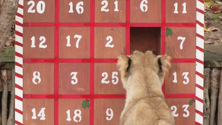 В Лондонском зоопарке для львов и сурикатов сделали адвент-календари
