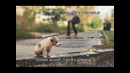 Бездомный – не приговор! KREC – Cобака