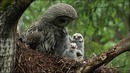 Nat Geo Wild: Дикая природа Скандинавии. Швеция