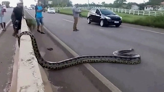 Неожиданные встречи с гигантскими змеями