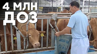 В Южной Корее вакцинируют всех коров страны