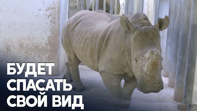 Зоопарк в Париже впервые принял самку носорога