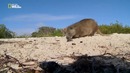 Nat Geo Wild: Секретный кубинский риф